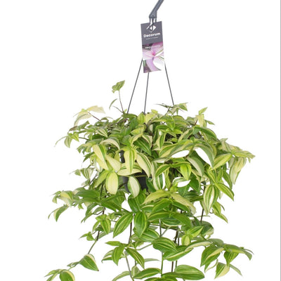 Tradescantia Yellow Hill, Grünpflanze, Ø17cm, ↕40cm