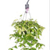 Tradescantia Yellow Hill, Green Plant, Ø17cm, ↕40cm Bild 1