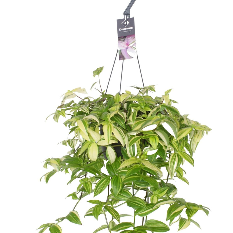 Tradescantia Yellow Hill, Green Plant, Ø17cm, ↕40cm