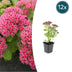 12x Sedum 'Herbstfreude' - 10-25cm - Ø9cm Bild 1