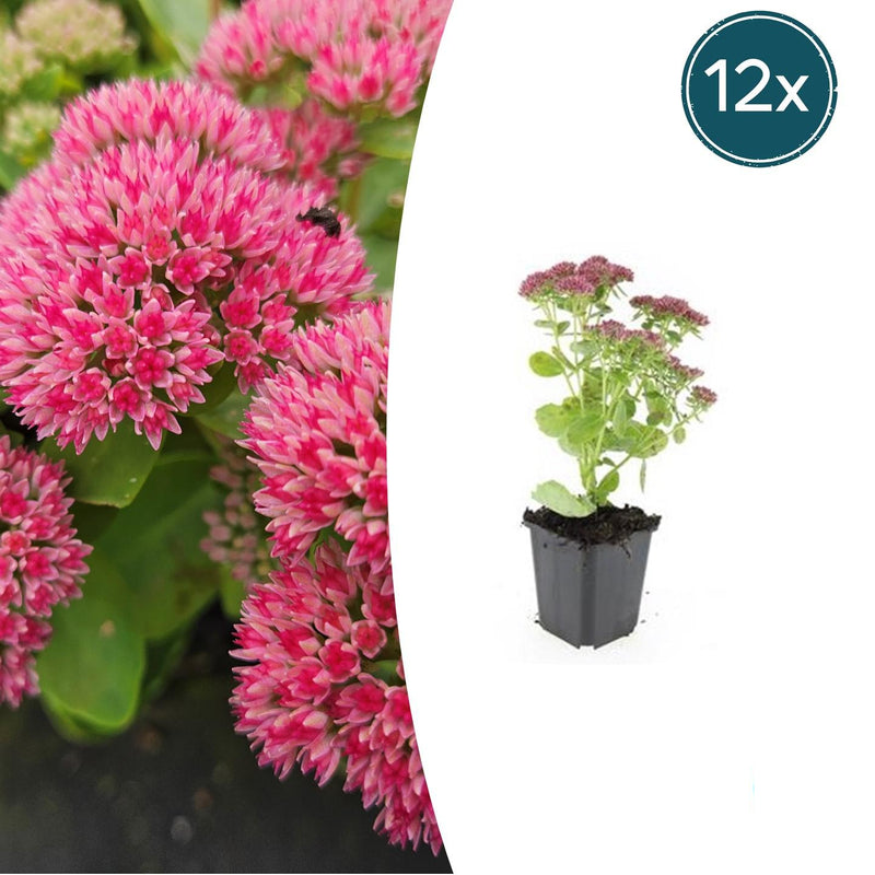 12x Sedum 'Herbstfreude' - 10-25cm - Ø9cm