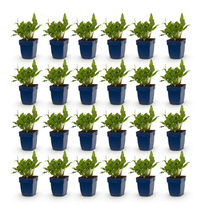 Green boutiQ - Perennial - Persicaria ampl. Rosea - Knotweed - Shade - Pink - 24 Plants - 11cm Pot - 15-25cm Height