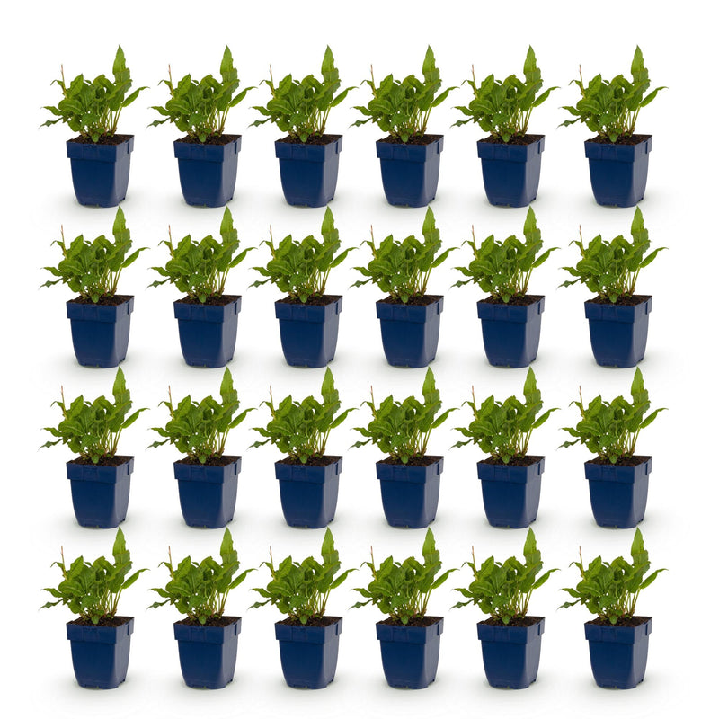 Green boutiQ - Perennial - Persicaria ampl. Rosea - Knotweed - Shade - Pink - 24 Plants - Pot 11cm - Height 15-25cm