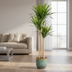 Dracaena Marginata Green Zimmerpflanze | 130-150cm, Topf Ø24cm Bild 5