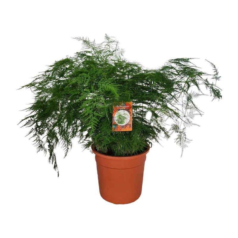 Zimmerpflanze Asparagus Setaceus - Ø27cm - ↕70cm