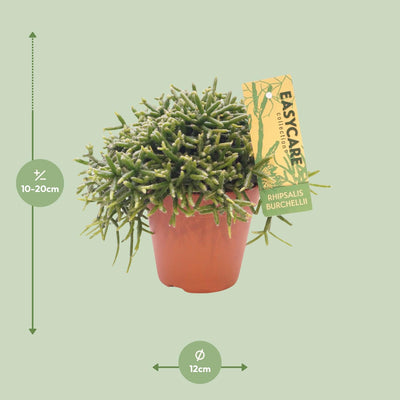 Rhipsalis Burchellii Zimmerpflanze – Ø12 cm Topf, ca. 20 cm hoch
