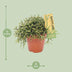 Rhipsalis Burchellii Zimmerpflanze – Ø12 cm Topf, ca. 20 cm hoch Bild 2