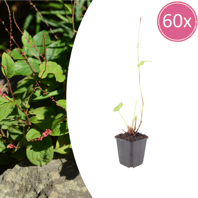 60x Blut-Knöterich 'Speciosa' (Persicaria) - 10-25cm, Ø9cm