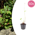 60x Blut-Knöterich 'Speciosa' (Persicaria) - 10-25cm, Ø9cm Bild 1