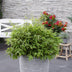 Fargesia 'Moontears' Boobux Bambus - Ø29cm - ↕70cm Bild 5