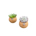 Kokodama Echeveria Mix stehend - Ø12 cm - 2er-Set Bild 1