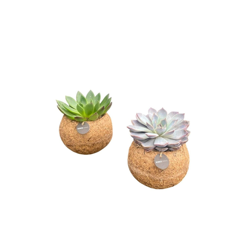 Kokodama Echeveria Mix stehend - Ø12 cm - 2er-Set