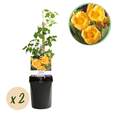 Green boutiQ Trompetblume 'Flava' - Gelbe Blüten, pflegeleicht, 2 Pflanzen