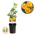 Green boutiQ Trumpet Vine 'Flava' - Yellow Flowers, Easy to Care For, 2 Plants Bild 1