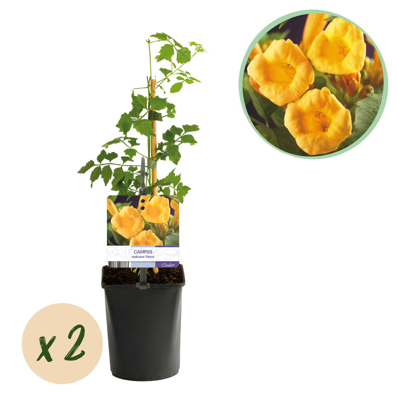 Green boutiQ Trumpet Vine 'Flava' - Yellow Flowers, Easy to Care For, 2 Plants