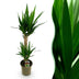 Green boutiQ - Zimmerpflanze - Yucca elephantipes - Yucca - Wenig Pflege - Grün - 1 - Topf 19cm - Höhe 95cm Bild 1