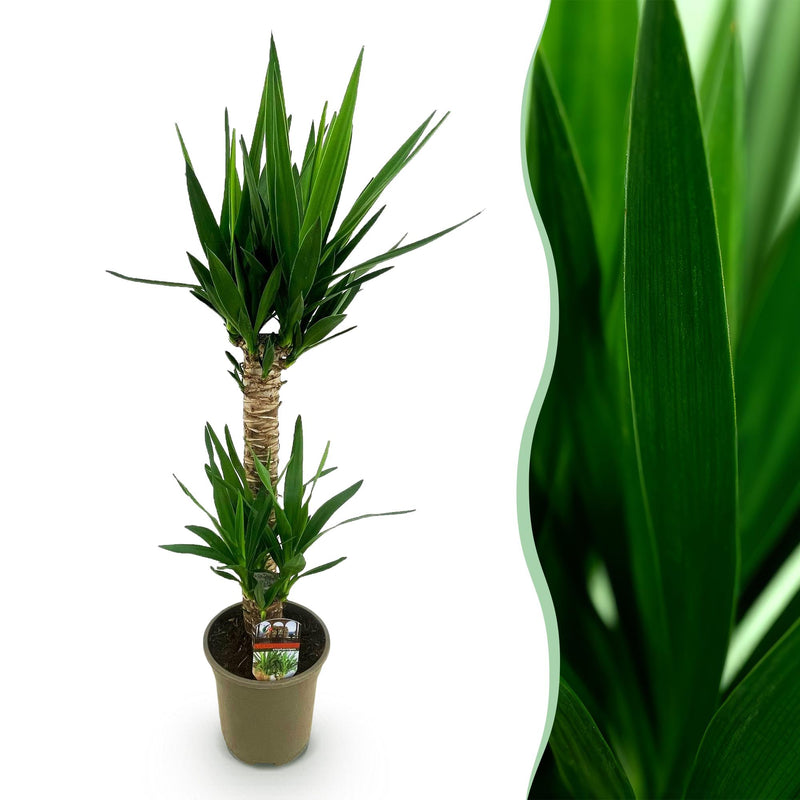 Green boutiQ - Zimmerpflanze - Yucca elephantipes - Yucca - Wenig Pflege - Grün - 1 - Topf 19cm - Höhe 95cm