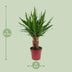 Yucca "Tres Cañas" 30 Stam P19 - Ø19cm - ↕70cm Bild 2