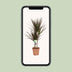 Dracaena Magenta - 17cm Topf, 80cm hoch Bild 5