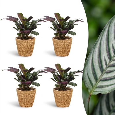 Green boutiQ - Ctenanthe Burle Marxii - Fischgräten-Gebetspflanze - 4 Pflanzen - mit Korb - Topf 12cm - Höhe 30cm