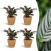 Green boutiQ - Ctenanthe Burle Marxii - Fischgräten-Gebetspflanze - 4 Pflanzen - mit Korb - Topf 12cm - Höhe 30cm Bild 1
