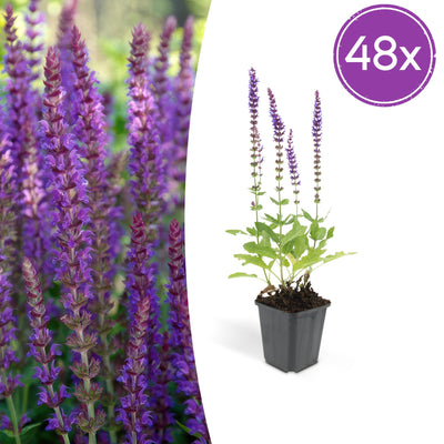 48x Salvia nem. 'Ostfriesland' - 10-25cm hoch, Ø9cm Topf