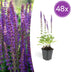 48x Salvia nem. 'Ostfriesland' - 10-25cm hoch, Ø9cm Topf Bild 1