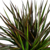 Dracaena Marginata Magenta im Korb, 130-150cm Bild 3