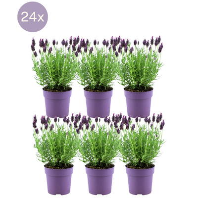 6x Französischer Lavendel Anouk, 12cm Topf