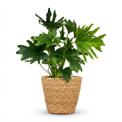 Philodendron Lickety Split, 70cm, mit Korb, pflegeleicht