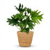 Philodendron Lickety Split, 70cm, mit Korb, pflegeleicht Bild 2