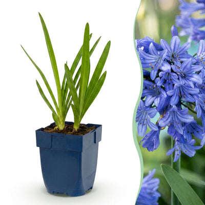 Green boutiQ - Perennial - Agapanthus africanus - African Lily - Bee and Butterfly Attractors - Blue - 24 Plants - Pot 11cm - Height 15-25cm