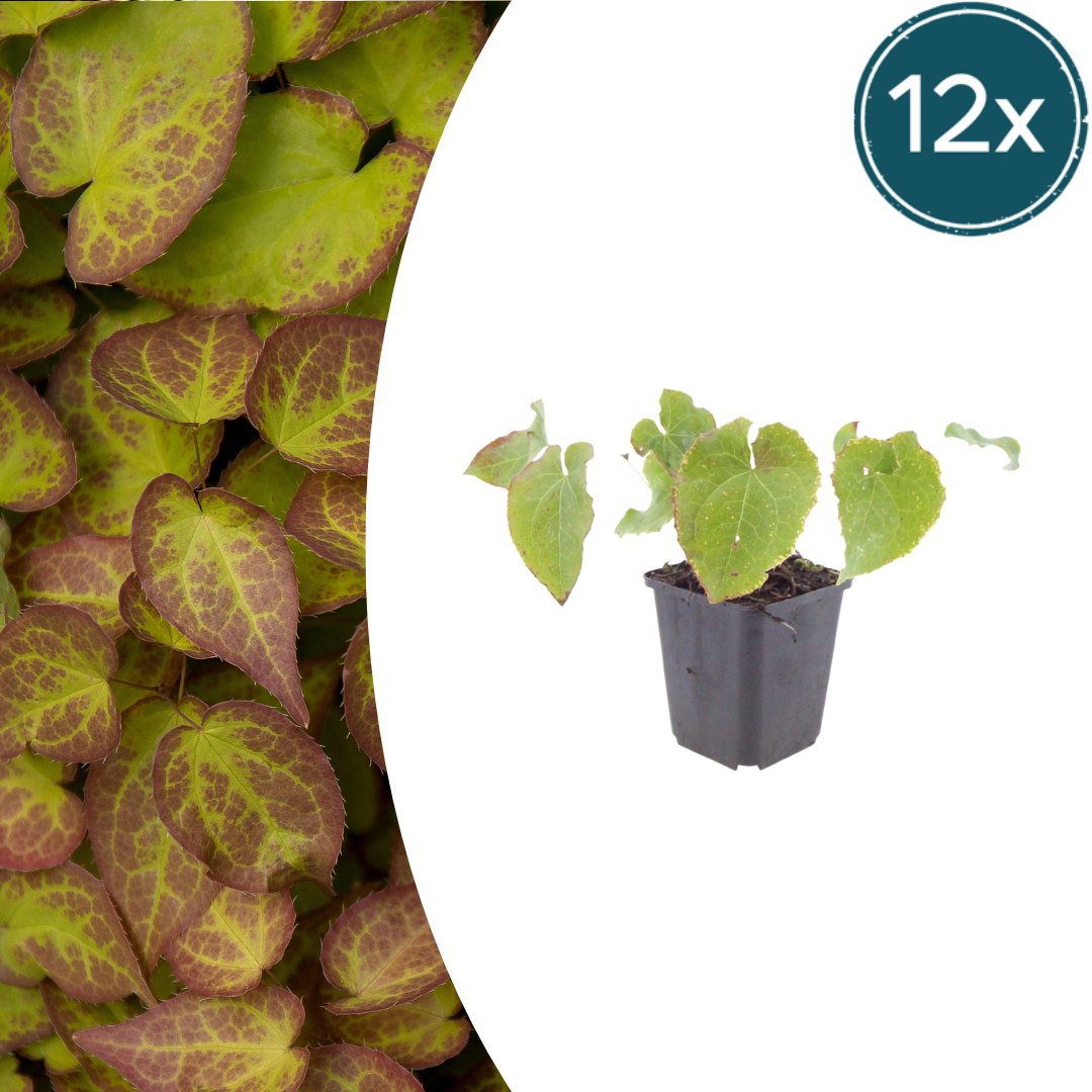 12x Epimedium perralc. 'Frohnleiten' – wintergrüner Bodendecker