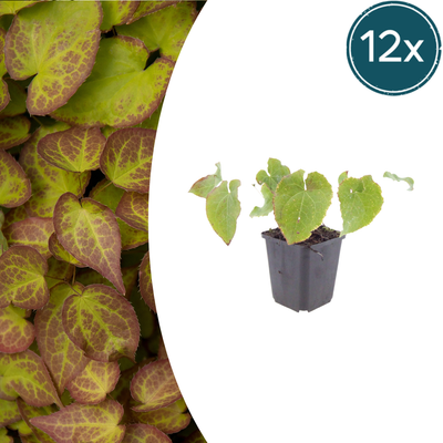 12x Epimedium perralc. 'Frohnleiten' – wintergrüner Bodendecker