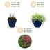 Thymus praecox Red Carpet: Duftender Bodendecker in Rot-Rosa Bild 4