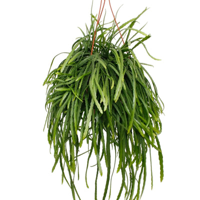 Lepismium Bolivianum Hängepflanze Ø17cm - 25cm
