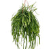 Lepismium Bolivianum Hängepflanze Ø17cm - 25cm Bild 1