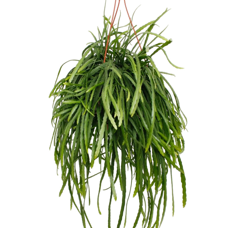 Lepismium Bolivianum Hängepflanze Ø17cm - 25cm