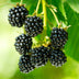 'Black Satin' Blackberry Plant - 2 hardy potted plants Bild 5