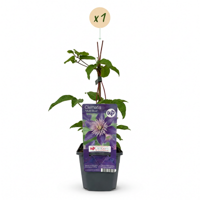 Clematis Multi Blue Kletterpflanze – Intensiv blaue Blüten