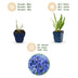 Green boutiQ - Perennial - Agapanthus africanus - African Lily - Bee and Butterfly Attractors - Blue - 12 Plants - Pot 11cm - Height 15-25cm Bild 4
