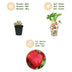 GreenboutiQ Erdbeerpflanzen Fragaria Maxim, winterhart, 3er-Set Bild 4
