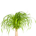 Beaucarnea Recurvata Stamm mit Korb Ø21cm - Pflegeleicht & dekorativ Bild 4