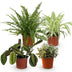 Green boutiQ: 4 Haustierfreundliche Zimmerpflanzen Mix (Topf 12cm, H 25cm) Bild 2