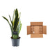 Sansevieria Laurentii (Bogenhanf) - 45cm, ø12cm Topf Bild 4