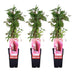 3x Virginia Creeper 'Engelmannii' ↨65cm, Ø15cm - Fast-growing climbing plant Bild 1