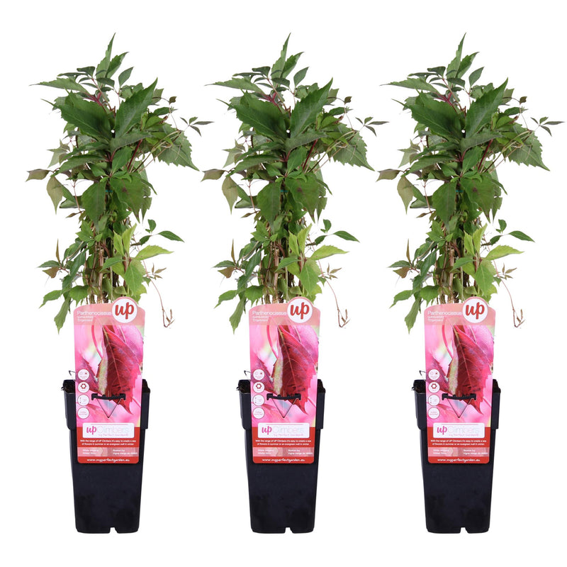 3x Virginia Creeper 'Engelmannii' ↨65cm, Ø15cm - Fast-growing climbing plant