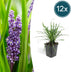 12x Liriope muscari 'Moneymaker' - 10-25cm - Topf Ø9cm Bild 1