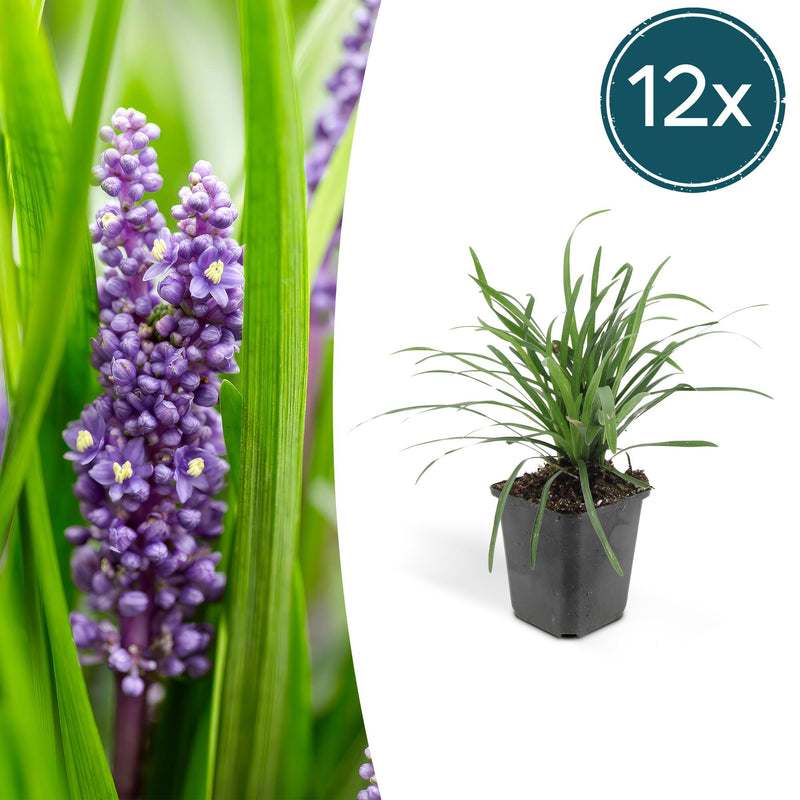 12x Liriope muscari 'Moneymaker' - 10-25cm - Topf Ø9cm