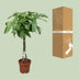 Pachira Aquatica Glückskastanie Ø24cm ↕120cm Bild 4